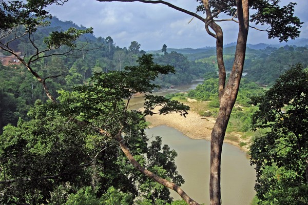 Jungle view
