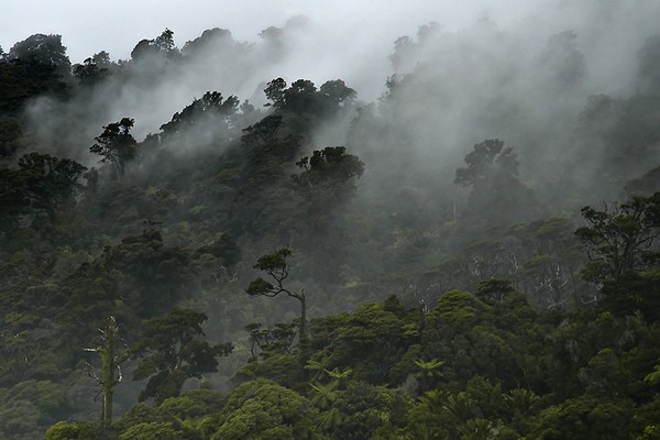 Mist and Trees
