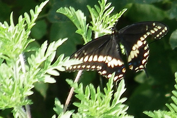 Black Butterfly