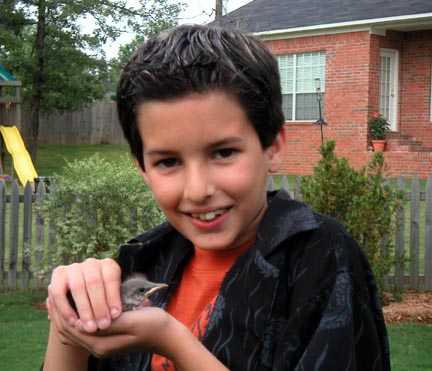 Baby Bird