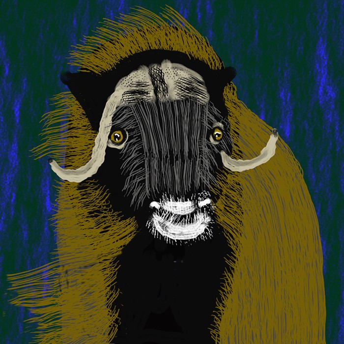 Muskox on a windy night
