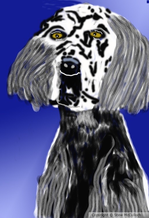 English Setter under the Lights  P265
