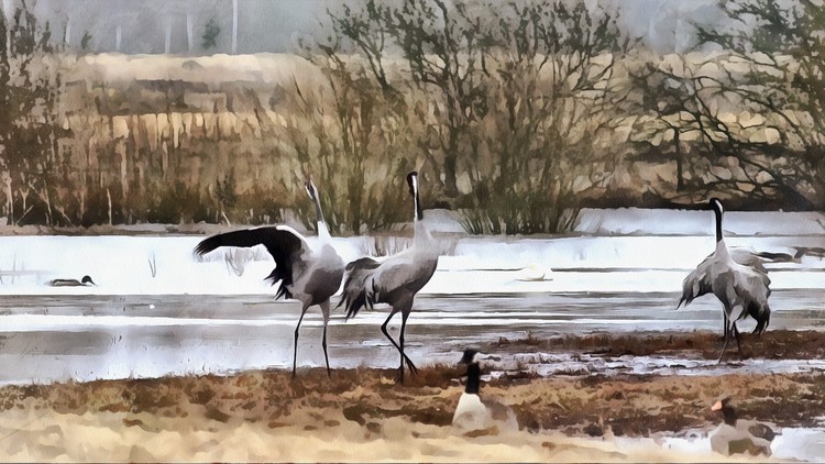 Wild birds in a pond