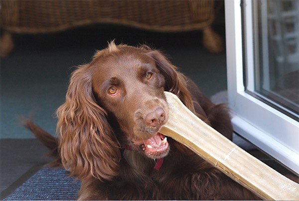Echo with a Snack