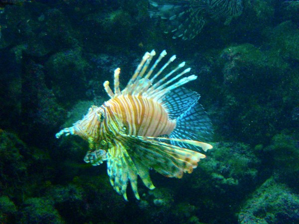 The Lionfish