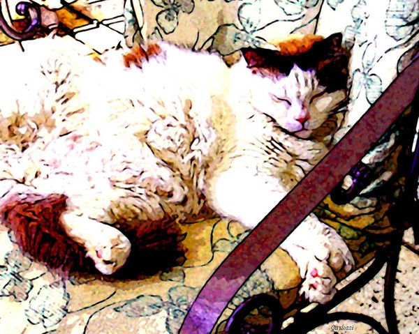CatNapping
