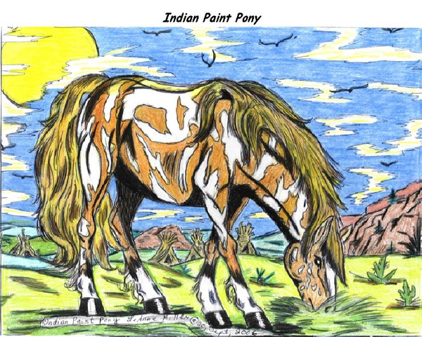 Indian Paint Pony