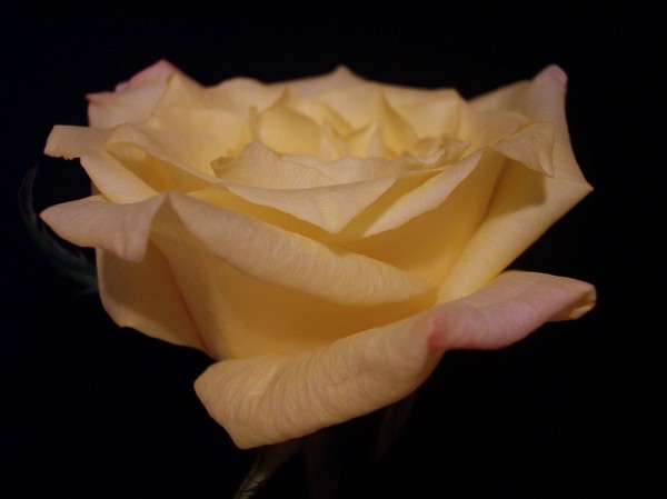 a rose is a rose