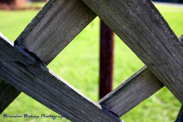 Through the Eyes of a Trellis