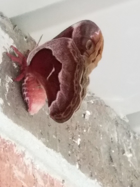 Creepy Moth