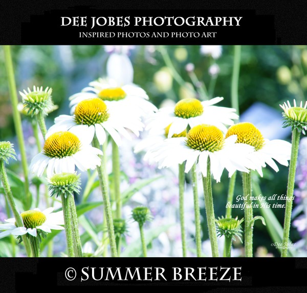 SUMMER BREEZE