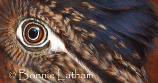Bird's Eye View - Greater Roadrunner