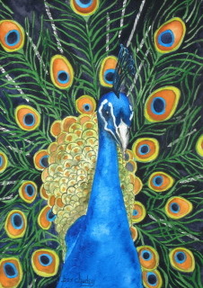 Blue Peacock