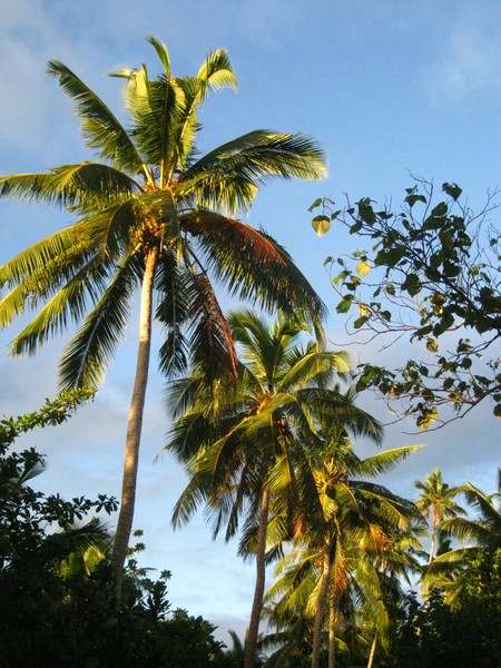 Coconut Trees