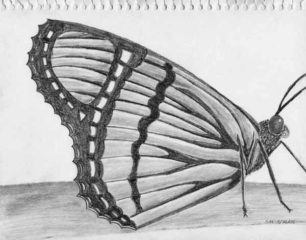 Butterfly