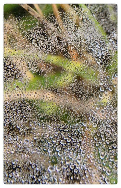Pearl Net