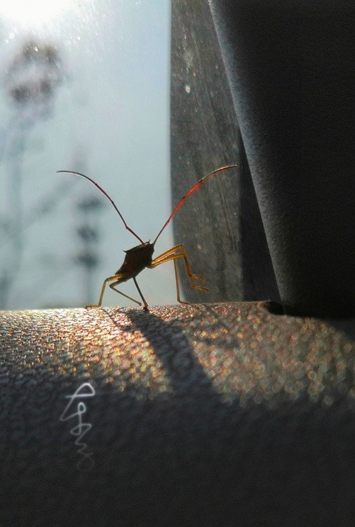 Bad-smellef Beetle
