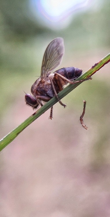 having passed peacefully