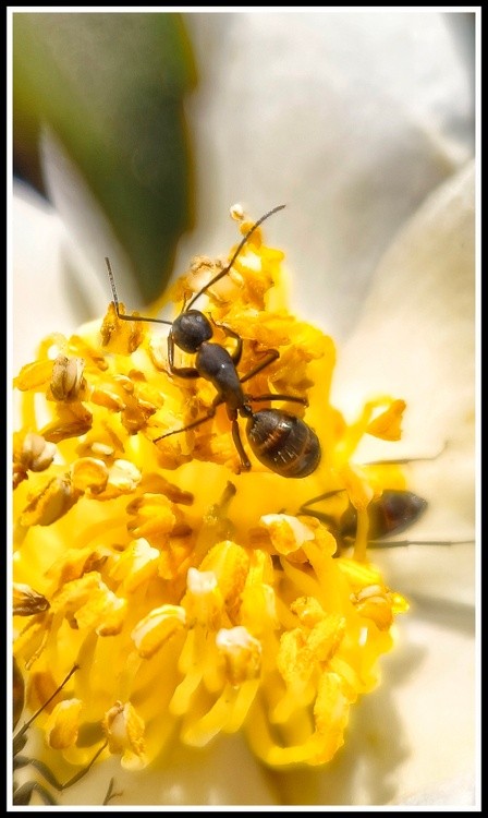 ant wandering in the flower