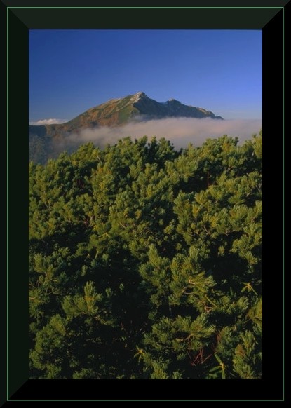 Dwarf pine & Kashima Yarigatake, North Alps, Japan