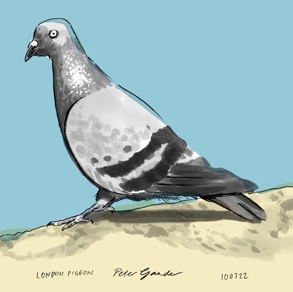 London Pigeon
