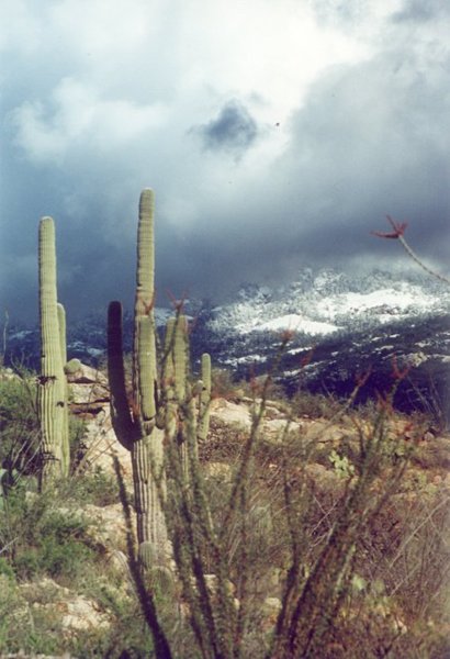 Winter in Redington Pass