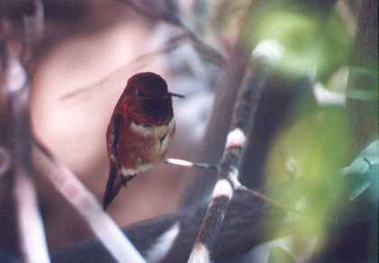 Rufous Hummingbird