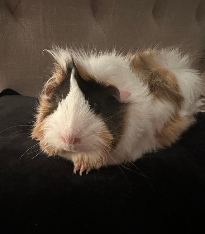 Princess 