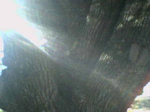 Sunlight dared to climb
