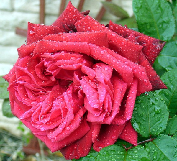 The Rose