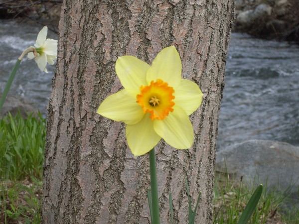 A Yellow Flower