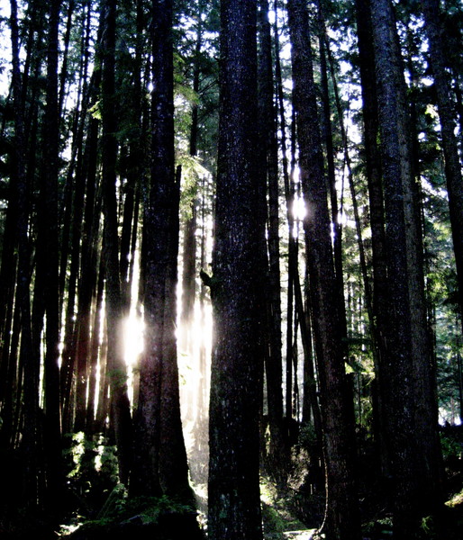 Through the Trees, Photograph