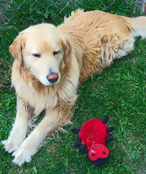 Bailey and His Friend