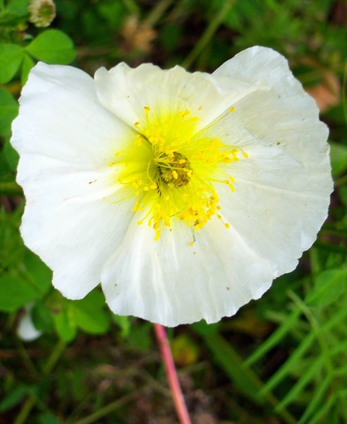 Wild White Poppy