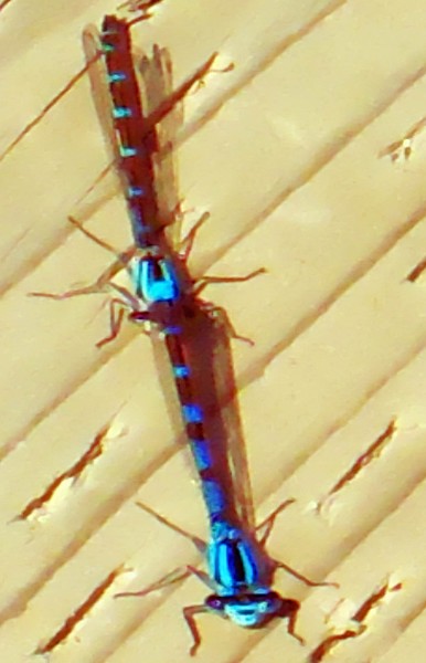 Double Dragonfly