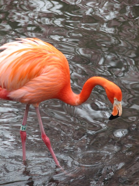 American Flamingo posing again