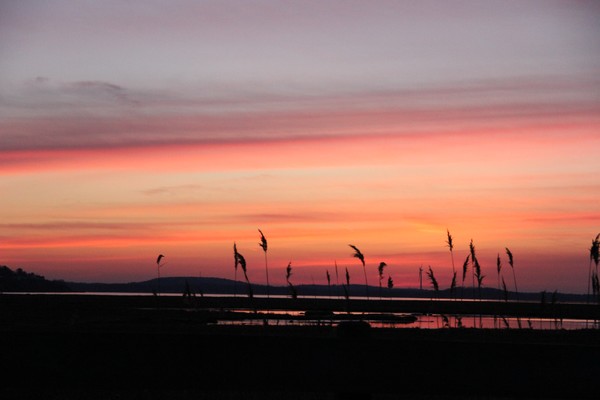 Winter grass Sunset