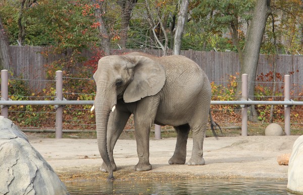 close up of one elephant