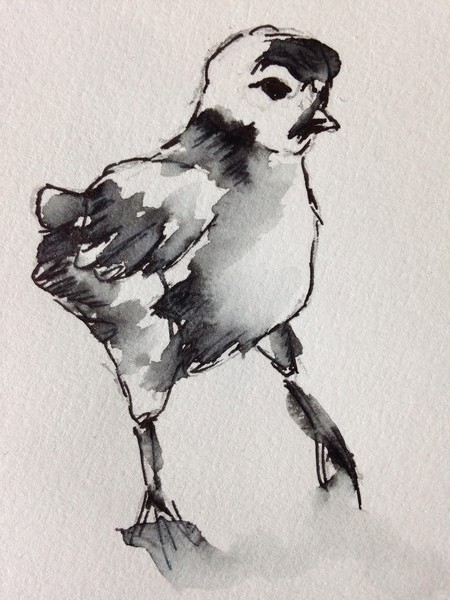 Chick