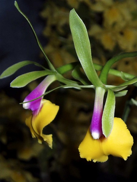 Orchids of the Valley