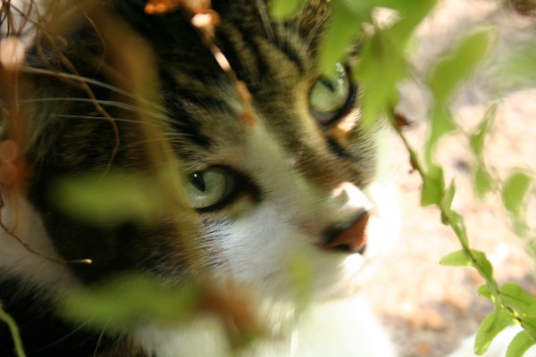 Green Eyed Mac