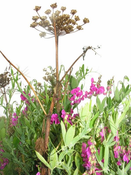 Flowers and the Fog