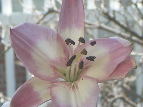 My Easter Lily