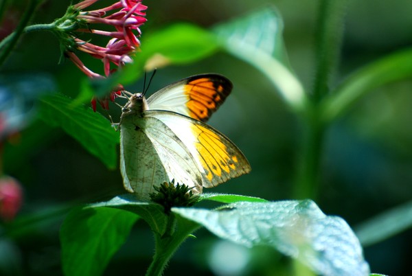 Orange Tipped