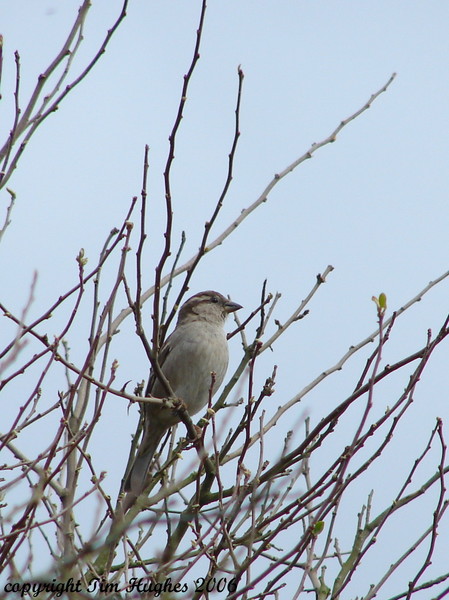 'Little Sparrow'