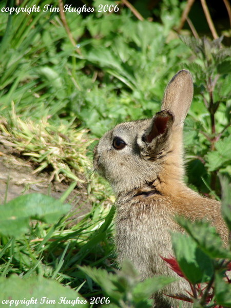 'Wild, Cute & Furry'