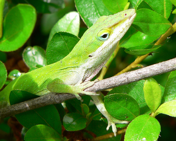 Green Anole