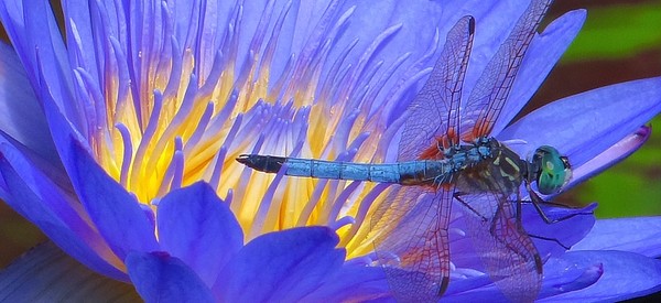 Leopardess waterlily and dragonfly