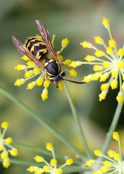 A bee's world