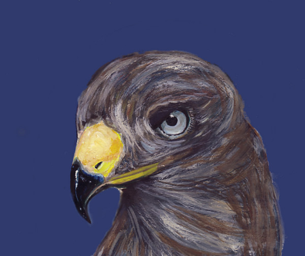 Bird of prey